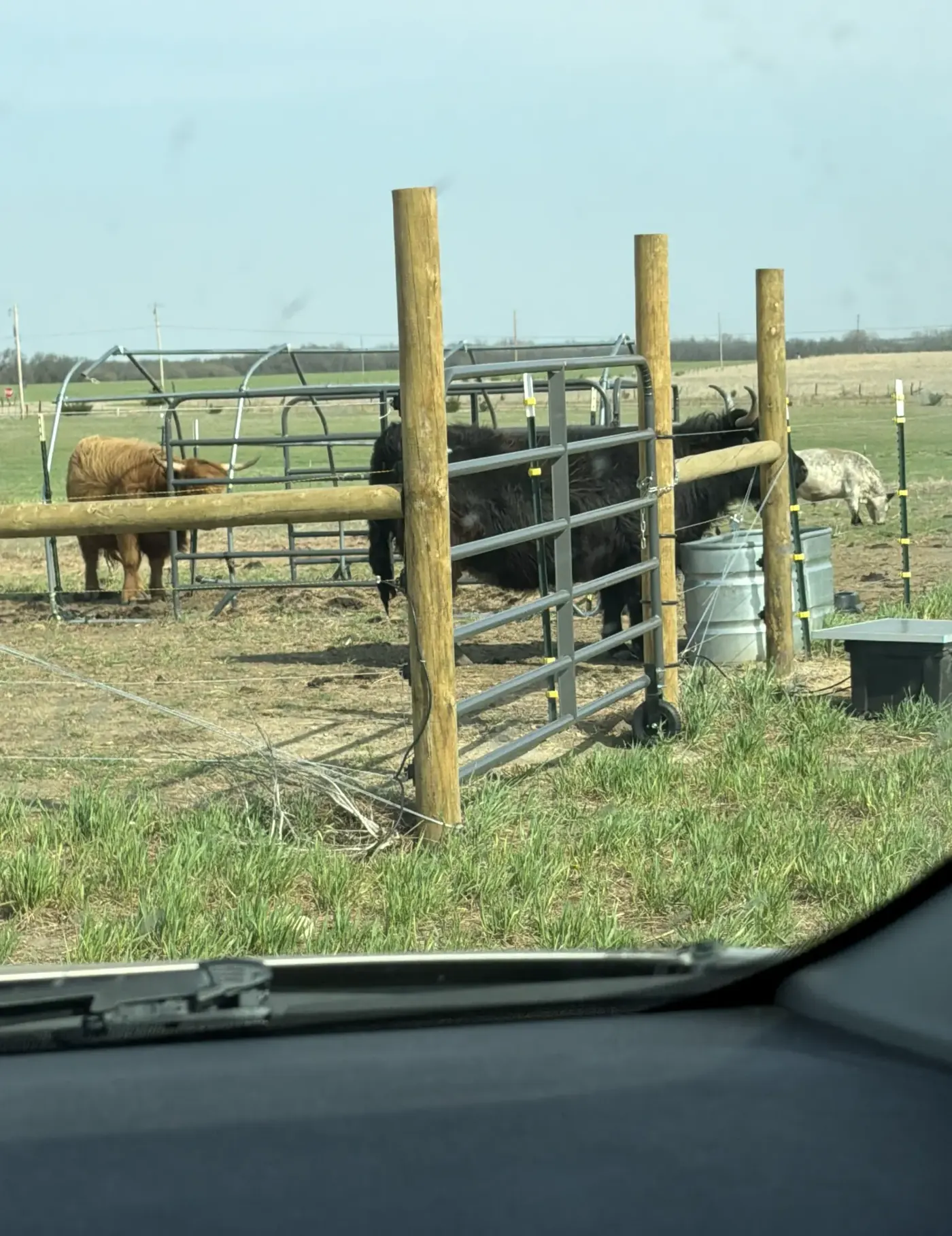 View from a Chase Drilling truck cab arriving at a Kansas ranch with Highland cattle and livestock in a pen, ready to drill a new livestock water well